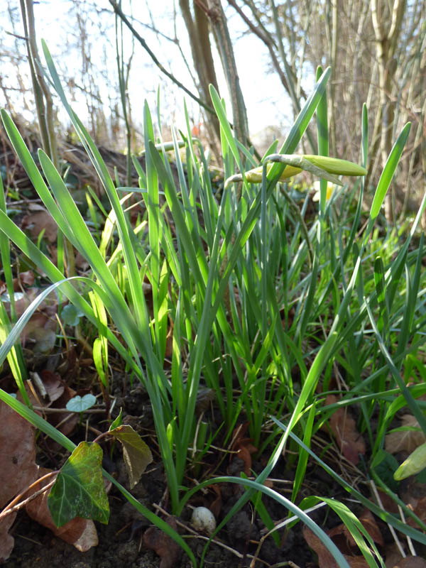 Narcissus pseudonarcissus ssp. pseudonarcissus